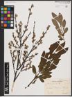 Foto von Salix aurita L.
